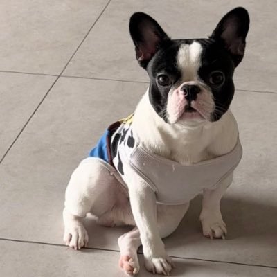 Gibz 🦅's profile picture