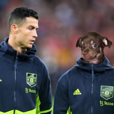 chihuahua_rojo's profile picture