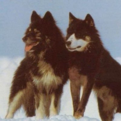 rentamutt's profile picture