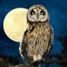 Moku profil fotoğrafı