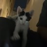 da cat's profile picture