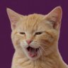 Gnutology 😇🐱 profil fotoğrafı