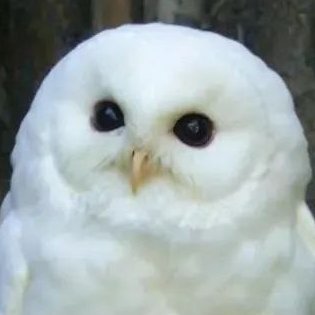 cryshina81's profile picture