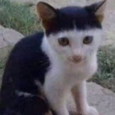 brilhinho's profile picture