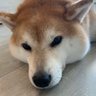 Fama Trade's profile picture