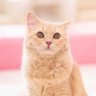 動物達の集まり Animal videos's profile picture