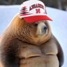 Profilbild von Nebraska Cubbie