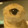 Profilbild von Hummingbirth