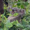 ぼーこ🐨 profil fotoğrafı