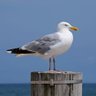 Masculine Seagull 的头像