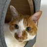 山に登る猫🐱中道応援's profile picture