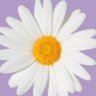 neil's profile picture