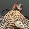 مِكلـــيـن🦅 的头像