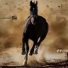 Фото профиля Shaikh