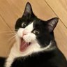 腕が太い猫🐈⬛💨's profile picture
