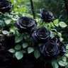 black rose's profile picture