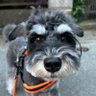 キーコ's profile picture