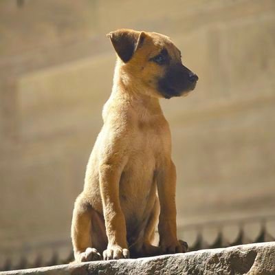 IamSiddhu36's profile picture