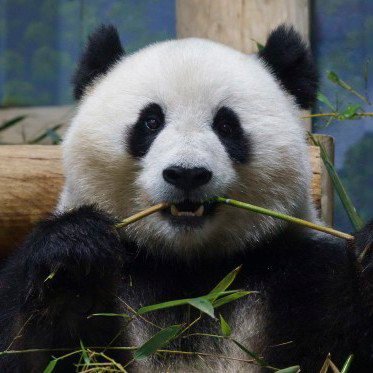 ANIMAL_WORLD_01's profile picture