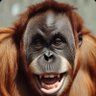 Profilbild von The Morangutan