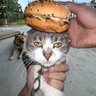 Shuan Q's profile picture
