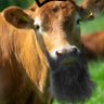 CowGoMoo profil fotoğrafı