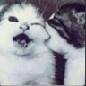 Fatima El Zahra Bouaddi's profile picture