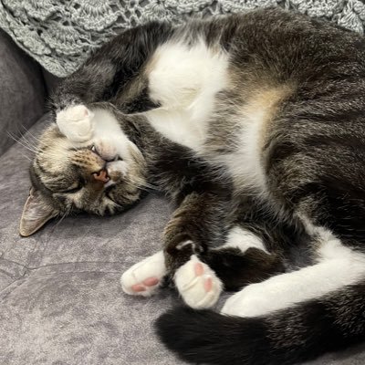 کیجا's profile picture