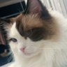 SR profil fotoğrafı