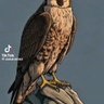 Profilbild von ابوالحازم