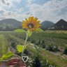 ❀𝐴mira profil fotoğrafı