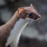 Stoat ن 🐸 🥓🇺🇸 🌲 的头像