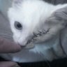 bobo profil fotoğrafı