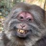 Chocolatesmegma95's profile picture