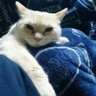 ゆき😺 profil fotoğrafı