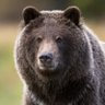 Bear 的头像
