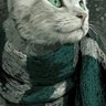 Dima profil fotoğrafı