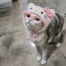 Pattarapaun 🐎☀️🐱⌚️💵 profil fotoğrafı