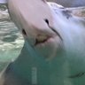 おしゃち 的头像