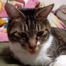 こまち🐾つきじろう profil fotoğrafı