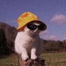 AzaVortex's profile picture