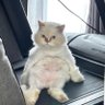 Alah mboh profil fotoğrafı