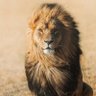 Lions world's profile picture