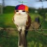 mockingbird profil fotoğrafı