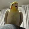 Фото профиля 黒騎士くん
