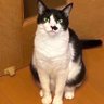 オイラは猫派 的头像