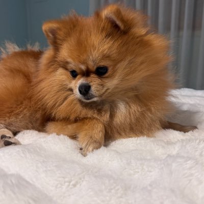 lakishmiii's profile picture