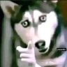 شموسه🇸🇦's profile picture
