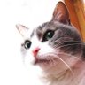 80HCH's profile picture