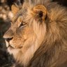 Фото профиля Aryeh King